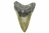 Serrated, Fossil Megalodon Tooth - North Carolina #308479-1